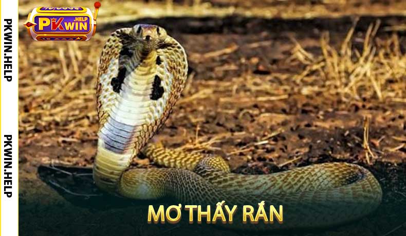 Mơ thấy rắn